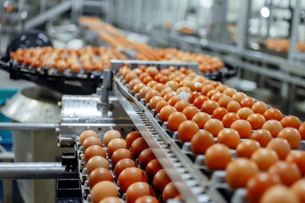 Production line in a factory with eggs