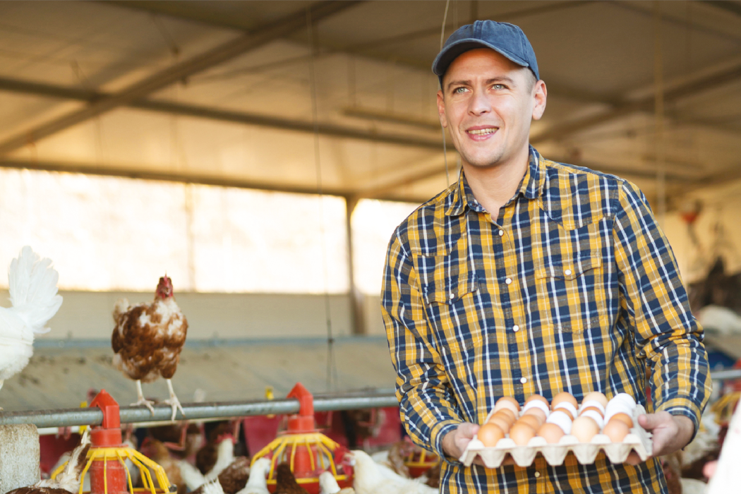 Farmer holding tray of eggs